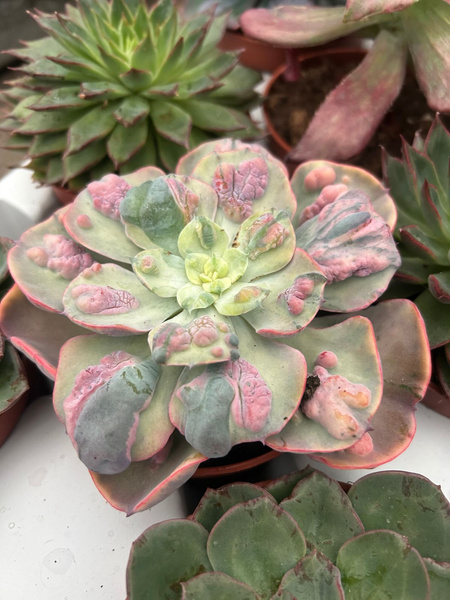 Echeveria Beyonce 'Rainbow Variegata'