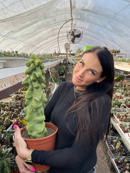 Lophocereus schotti forma mostruosa 'Mickleyanus' 