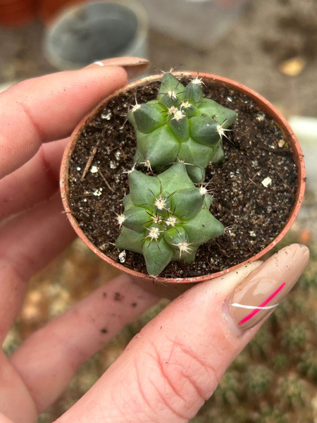 Turbinicarpus swobodae x2