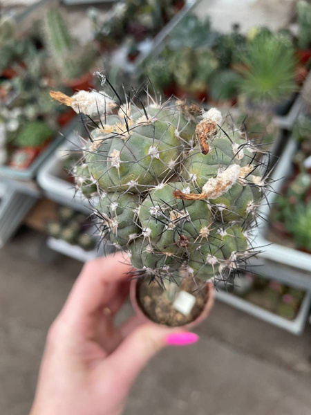 Pyrrhocactus megliolii