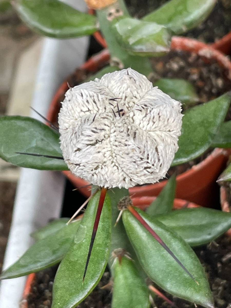 Astrophytum myriostigma 'Onzuko Extreme Snow Ball' 