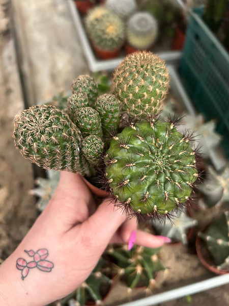 Sulcorebutia MIX