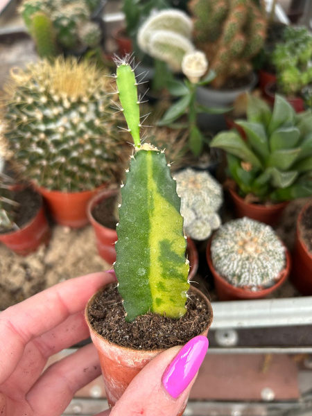 Hylocereus undatus 'Variegata' 