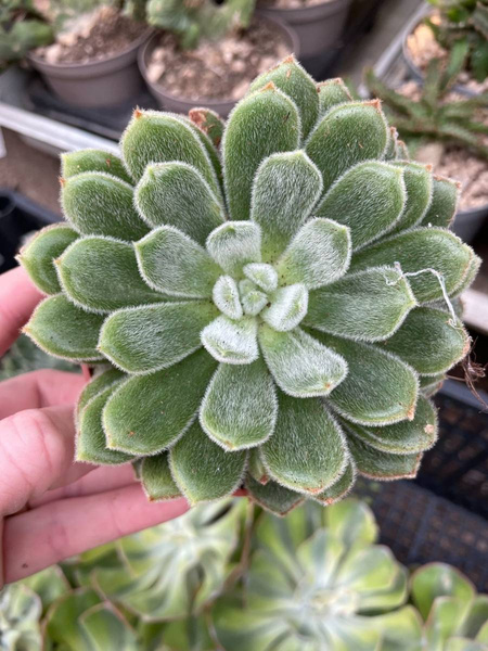 Echeveria setosa ‘Bombicina’