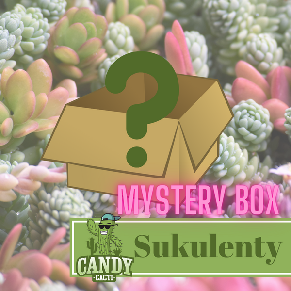 MYSTERY BOX Succulents