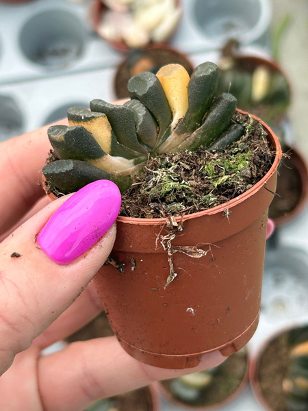Haworthia truncata