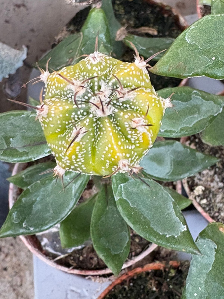 Astrophytum asterias x A.capricorne 'Variegata' 