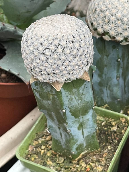 Mammillaria herrerae BIG FLOWERS