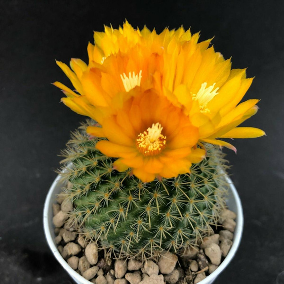 Parodia aureispina