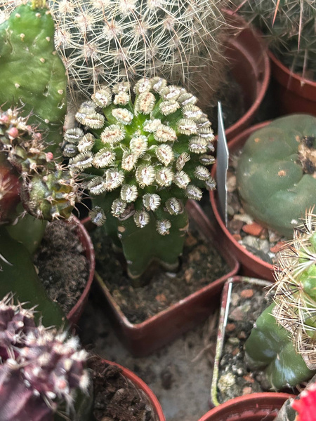 Mammillaria bertholdii