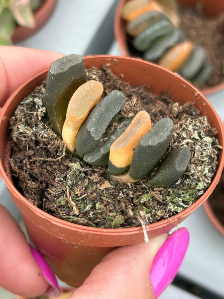 Haworthia truncata 'Variegata' 
