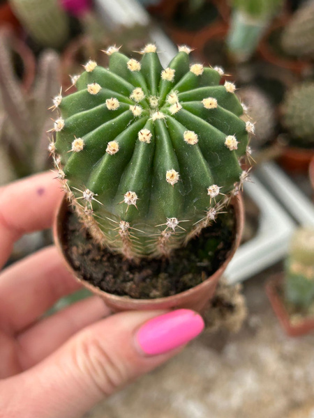 Echinopsis eyriesii BIG BEAUTIFUL FLOWERS