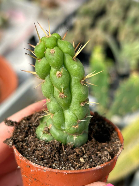 Eulychnia castanea 'Spiralis'