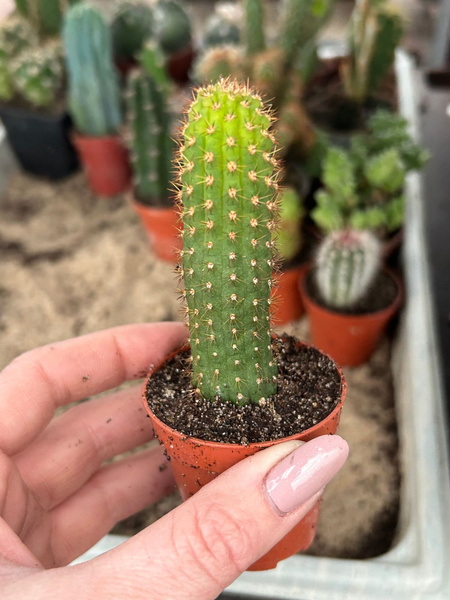 Cleistocactus cv. Nolly II 