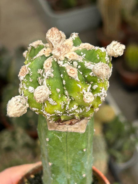 Astrophytum myriostigma 'Hakuun Variegata' 