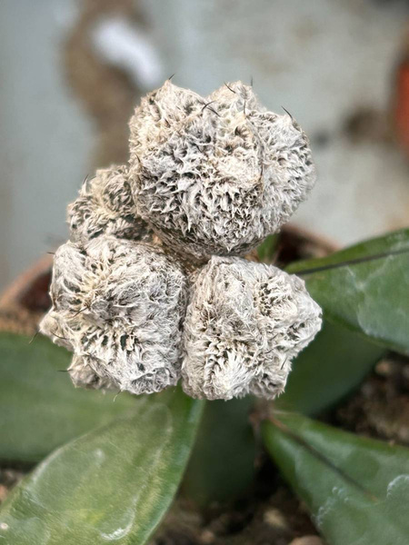   Astrophytum myriostigma 'Onzuko Mega White Coral'