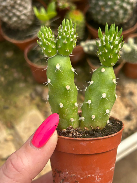Cumulopuntia sphaerica