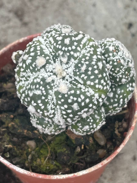 Astrophytum asterias 'Hanazono' SUPER SNOW 